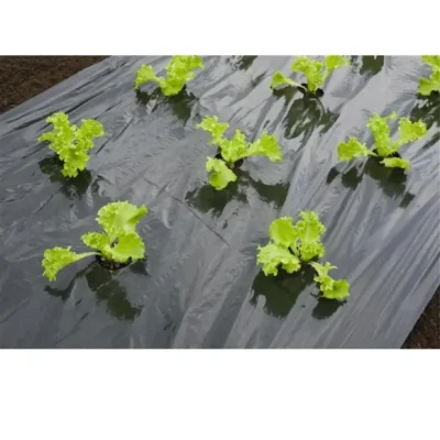 Afbeelding van Nature Kweekfolie Sla Groeifolie Gronddoek 0.95x5 m Zwart Anti Uv
