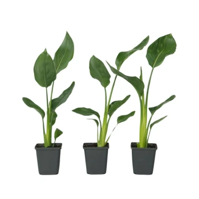Afbeelding van Strelitzia Reginea Set van 3 Paradijsvogelbloem Pot 9cm Hoogte 25 40cm