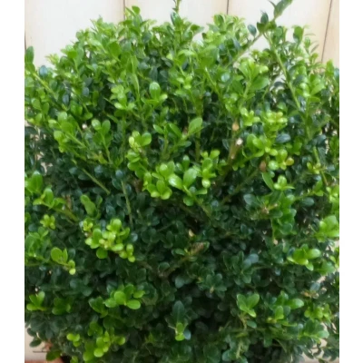 Afbeelding van Ilex groen Warentuin Natuurlijk
