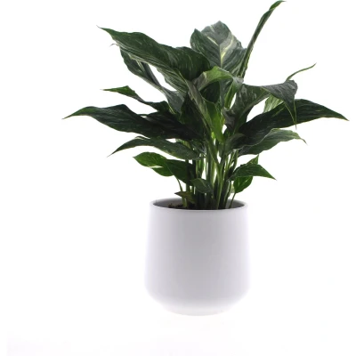 Afbeelding van Intenz Lepelplant Spathiphyllum Diamond 40cm keramieken pot 12cm Jungle