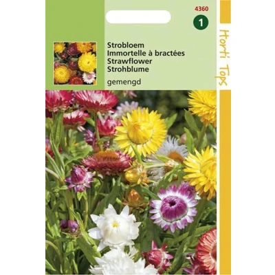 Afbeelding van Helichrysum, Hoge strobloem Monstrosum