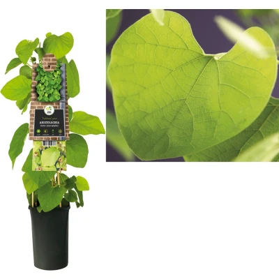 Afbeelding van Klimplant Aristolochia durior (macrophylla)