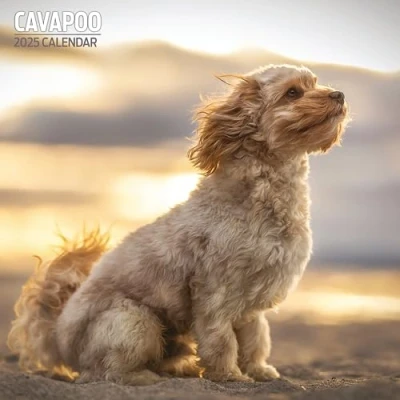 Afbeelding van Cavapoo Traditionele kalender 2025