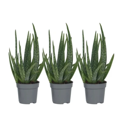 Afbeelding van AloÃ« Vera Set van 3 Succulent Pot 10,5cm Hoogte 25 40cm