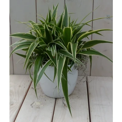 Afbeelding van Chlorophytum in witte pot 25 cm Warentuin Natuurlijk
