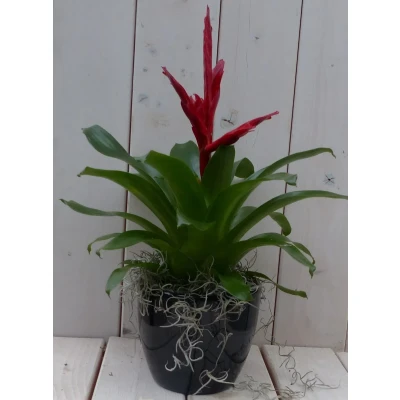 Afbeelding van Bromelia zwarte/antraciete pot 30 cm Warentuin Natuurlijk