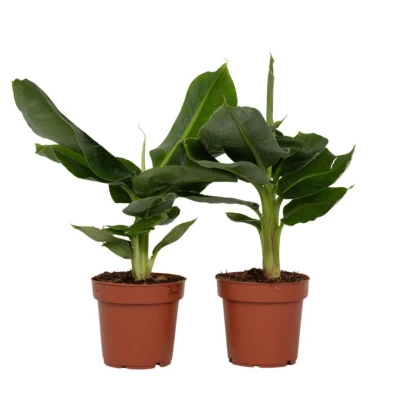 Afbeelding van Musa Oriental Dwarf Set van 2 Bananenplanten Pot 12cm Hoogte 25 40
