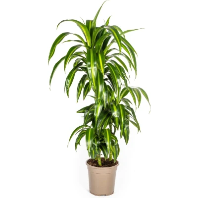 Afbeelding van Plantenboetiek.nl Dracaena Deremensis Hawaiian Sunshine Ø21cm 100cm hoog Kamerplant Groenblijvend