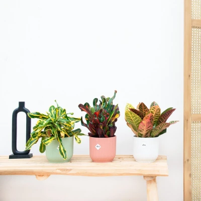 Afbeelding van 3x Croton codiaeum mix 30cm