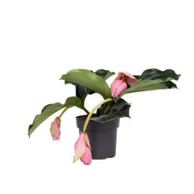 Afbeelding van Medinilla Magnifica Pot 17cm Hoogte 40 50cm