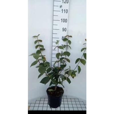 Afbeelding van 2 x Viburnum carlesii &#039;Juddii&#039; Sneeuwbal 30 40 cm in pot