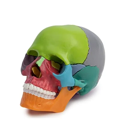Afbeelding van Cranstein A 226 Mini Osteopathie Schedel 15 delig didactisch Medische studies en opleiding anatomiemodel Schedelmodel