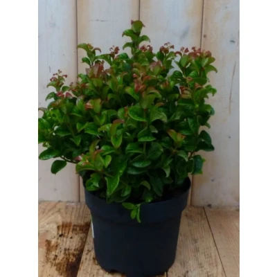 Afbeelding van 2 stuks! Leucothoe Krullend Blad 30 cm Warentuin natuurlijk