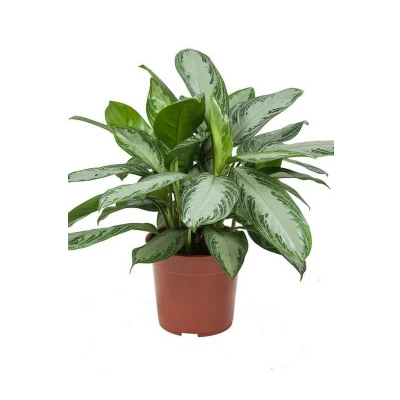 Afbeelding van Aglaonema Silver Bay Ø27cm