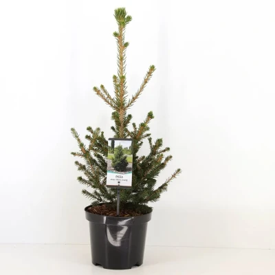 Afbeelding van Picea abies wills zwerg Warentuin Natuurlijk