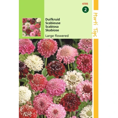 Afbeelding van Hortitops 2 stuks Scabiosa Atropurpurea Gem.