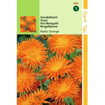 Afbeelding van Calendula, Goudsbloem Radio Orange