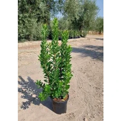 Afbeelding van 2 x Arbutus unedo Aardbeiboom 60 80 cm in pot