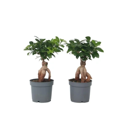 Afbeelding van Ficus Ginseng Japanse Bonsai Set van 4 Pot 12cm Hoogte 30 40cm