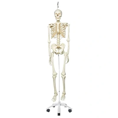 Afbeelding van 3B Scientific Anatomie Skeletmodel &quot;Stan&quot; klassiek, op hangstandaard A10/1 Smart Anatomy
