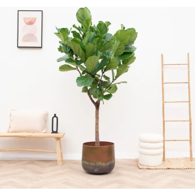 Afbeelding van Ficus Lyrata boom XXL 210 cm