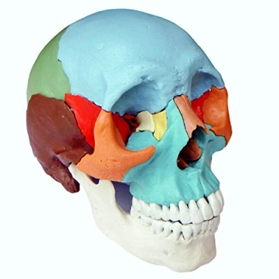 Afbeelding van Cranstein A 216 osteopathie Schedelmodel didactisch geschilderd Medische studies en opleiding Stekker Schedel anatomiemodel met magneten