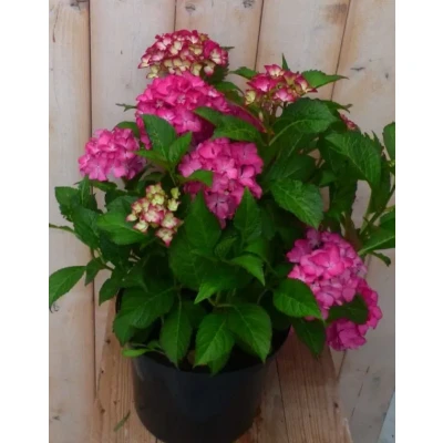 Afbeelding van Hortensia Hydrangea roze 40 cm Warentuin natuurlijk