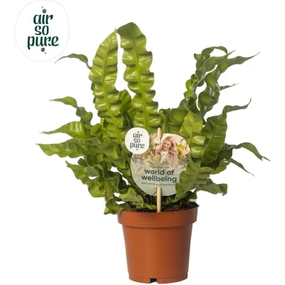 Afbeelding van Plantenboetiek.nl Asplenium Crispy Wave Kamerplant Hoogte 25cm Potmaat 12cm