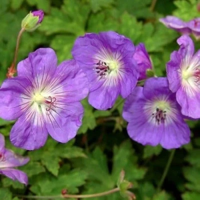 Afbeelding van 25 x Geranium Rozanne PaarsRoze Tuinplanten Winterhard Ooievaarsbek Bodembedekker in 9x9cm pot met hoogte 5 10cm