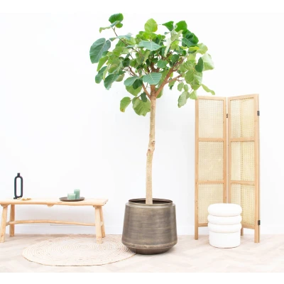 Afbeelding van Ficus Auriculata &#039;Everest&#039; 220cm
