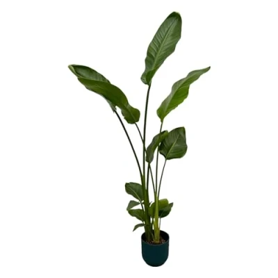 Afbeelding van Plantenboetiek.nl Strelitzia Nicolai inclusief elho Vibes Fold Round blauw Ø18cm 100cm hoog Kamerplant Arrangement Plant met pot
