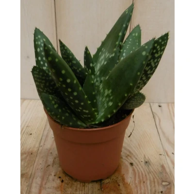 Afbeelding van 2 stuks! Kamerplant Jurassic Dino Aloe Paradisicum Warentuin Natuurlijk