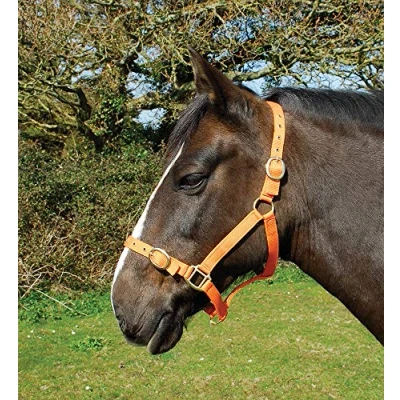Afbeelding van Rhinegold Nylon Halster Cob Mandarijn