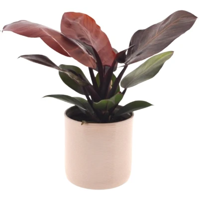 Afbeelding van Philodendron Sunlight 30cm incl. Off white keramieken pot
