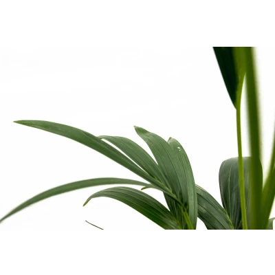 Afbeelding van Kentia Palm 130cm