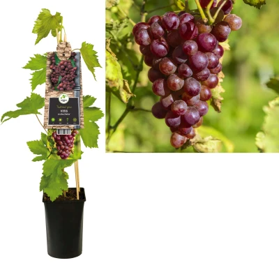 Afbeelding van Klimplant Vitis &#039;Heike&#039; (Pitloze druif)