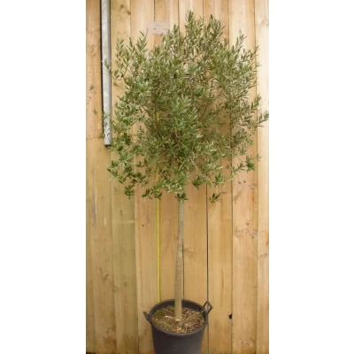 Afbeelding van Olijfboom Olea stamhoogte 70 cm en boomhoogte 230 Warentuin Natuurlijk