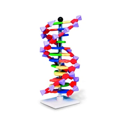 Afbeelding van Molymod DNA Dubbel Helix model, 12 segmenten, miniDNA kit