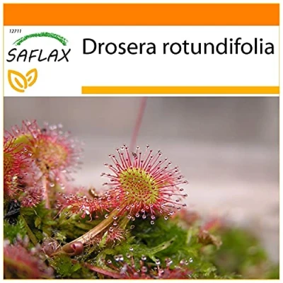 Afbeelding van SAFLAX Garden in the Bag Rondbladige Zonnedauw 50 Zaden Met substraat een passende staande zak Drosera rotundifolia