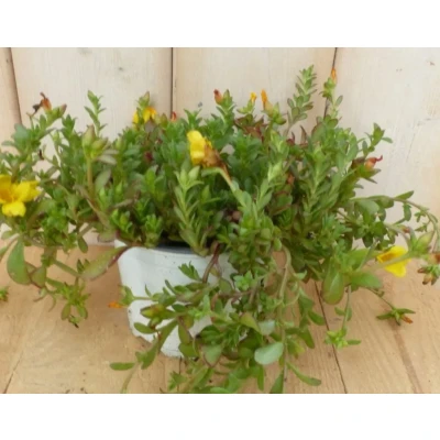Afbeelding van 3 stuks! Portulaca eenjarig geel Warentuin natuurlijk