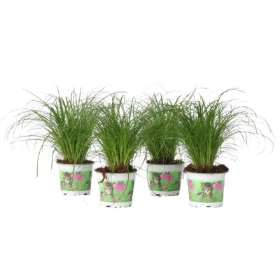 Afbeelding van Cyperus Set van 4 Kattengras Pot 12cm Hoogte 30 40cm