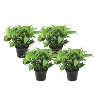Afbeelding van Hydrangea serrata Summerglow Set van 4 Hortensia Pot 19cm Hoogte 25 40cm