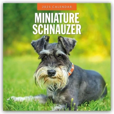 Afbeelding van Miniature Schnauzer Zwergschnauzer 2025 16 Monatskalender: Original Red Robin Publishing Ltd Kalender [Mehrsprachig] [Kalender]