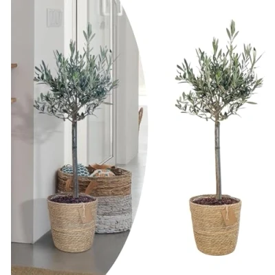 Afbeelding van Happy Plants Olijfboom Winterharde Plant 75 cm Met Pot