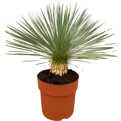 Afbeelding van Trendyplants Yucca Rostrata op stam Winterhard Tuinplant Hoogte 60 80 cm Potmaat Ø27cm
