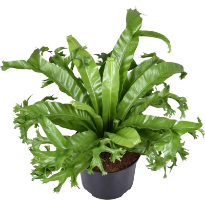 Afbeelding van Plantenboetiek.nl Asplenium Nidus Crissie Ø23cm Hoogte 55cm Kamerplant Groenblijvend