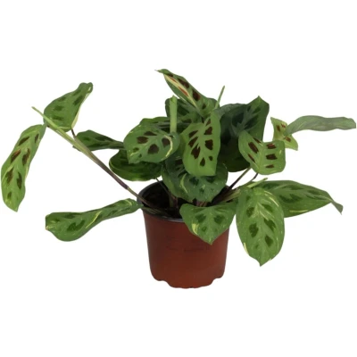 Afbeelding van Plantenboetiek.nl Maranta Leuconeura Fascinator Variegata Ø 12cm Hoogte 30cm