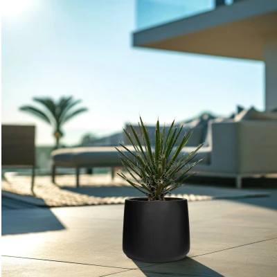 Afbeelding van Yucca Filifera 70 cm