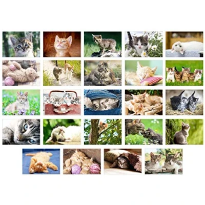 Afbeelding van Edition Seidel Set van 48 ansichtkaarten katten kittendieren (katten, kaarten)