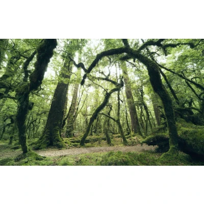 Afbeelding van Komar Vliesbehang Ancient green (9 stuks)